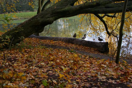 letohradek-a-obora-hvezda